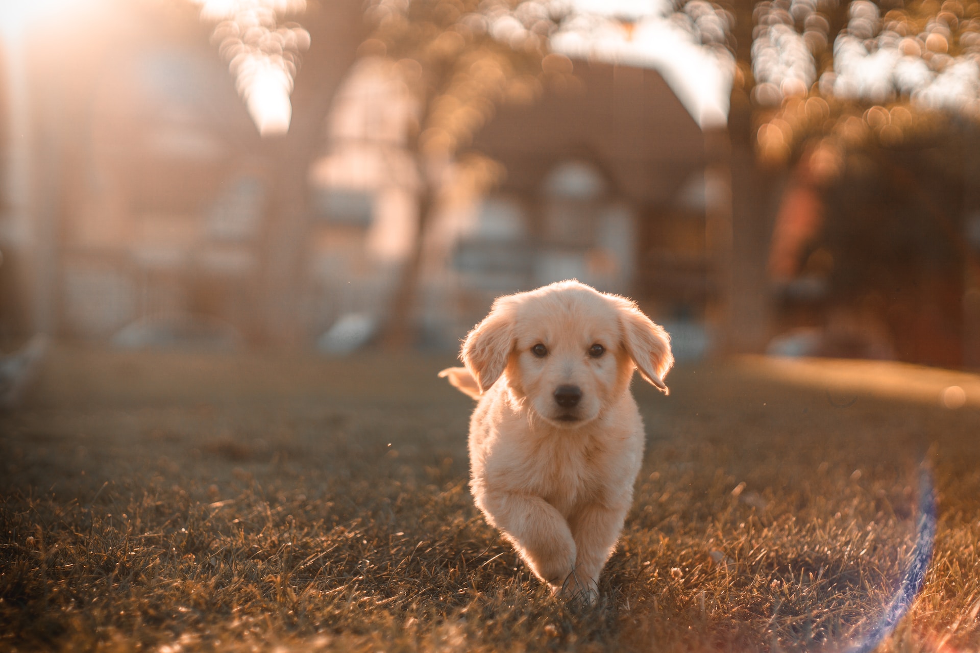 Formule Chien Accident