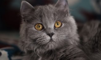 Le British Longhair