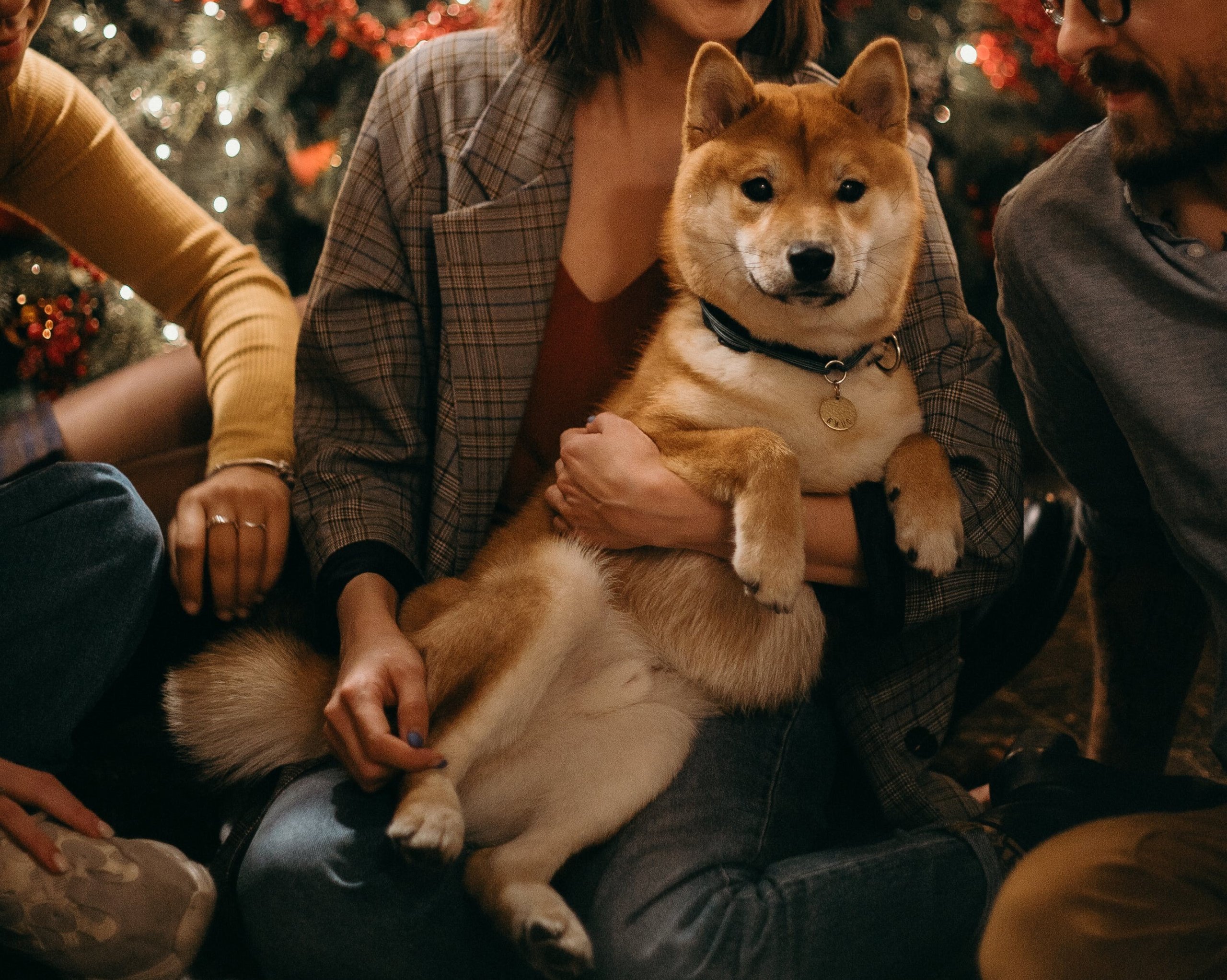 cadeau chien