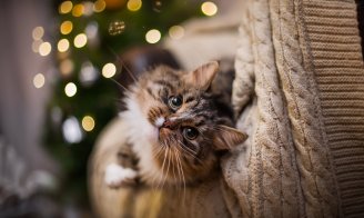 top 5 cadeaux chats