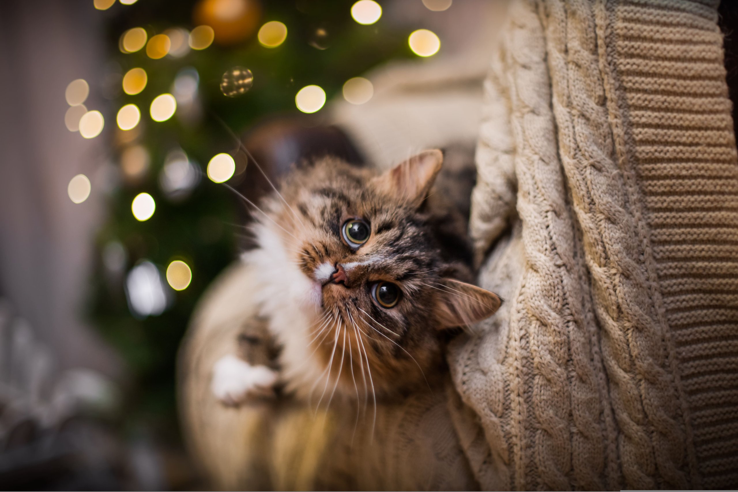 top 5 cadeaux chats