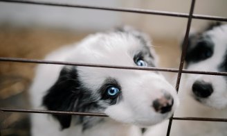 Interdiction de la vente de chats et chiens en animalerie depuis le 1er janvier 2024