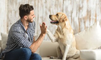 Bonnes résolutions pour vos animaux