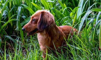 Les épillets, ennemis du chien