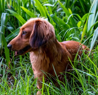 Les épillets, ennemis du chien