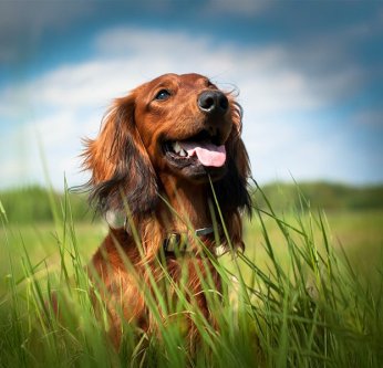La leishmaniose chez le chien