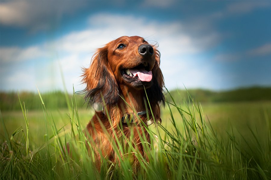 La leishmaniose chez le chien