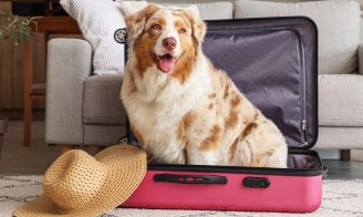 Comment bien voyager avec son animal ?