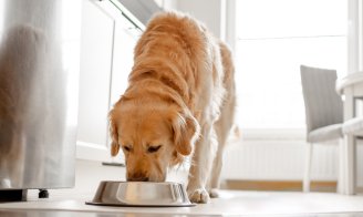 Aliments pour chien en été