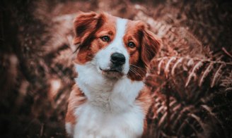 Prendre soin de son chien et chat en automne