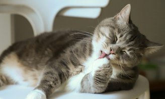 La mue chez le chat