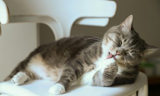 La mue chez le chat