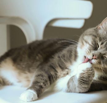 La mue chez le chat