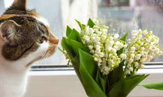 Muguet du 1er mai : joli pour nous, toxique pour vos animaux
