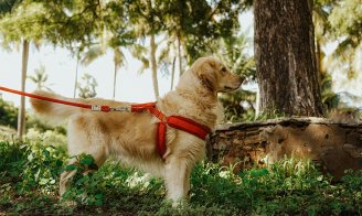 Chiens et forêts : ce que chaque maître doit savoir avant la prochaine balade