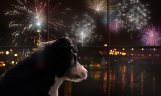 Feux d’artifice et animaux : comment protéger votre chien ou votre chat le 14 juillet ?