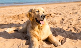 Les chiens et les chats ont-ils aussi besoin de crème solaire ?