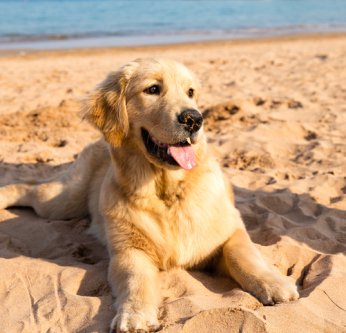 Les chiens et les chats ont-ils aussi besoin de crème solaire ?