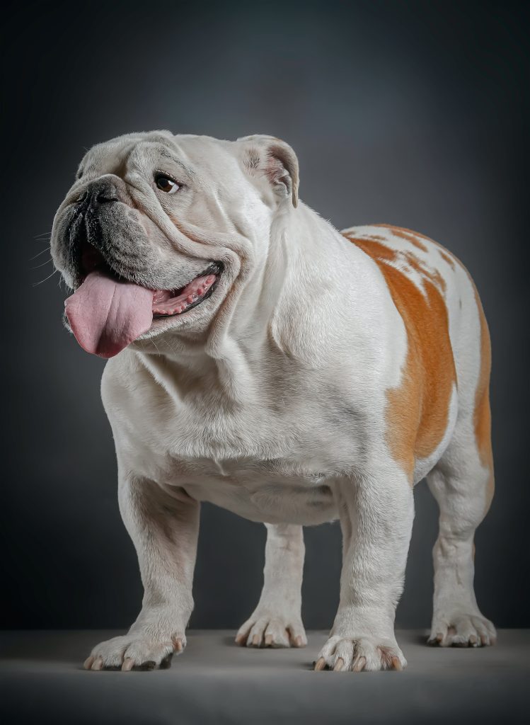 Bulldog Anglais