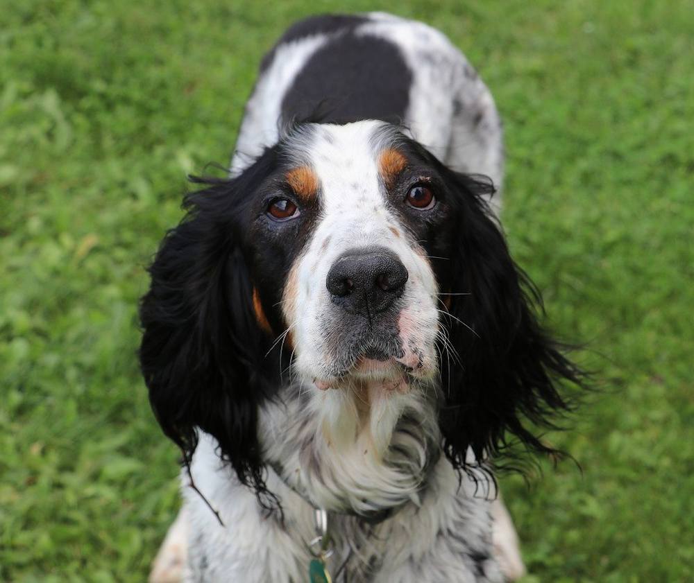 Setter Anglais