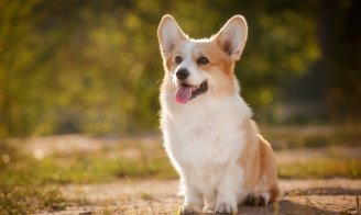 Welsh Corgi Pembroke