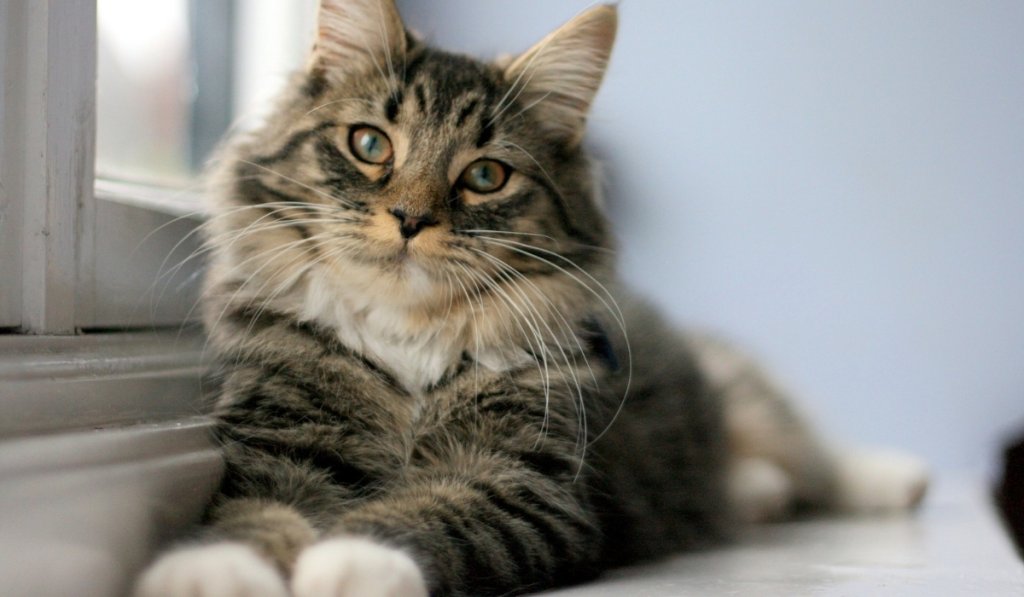 chat enfant