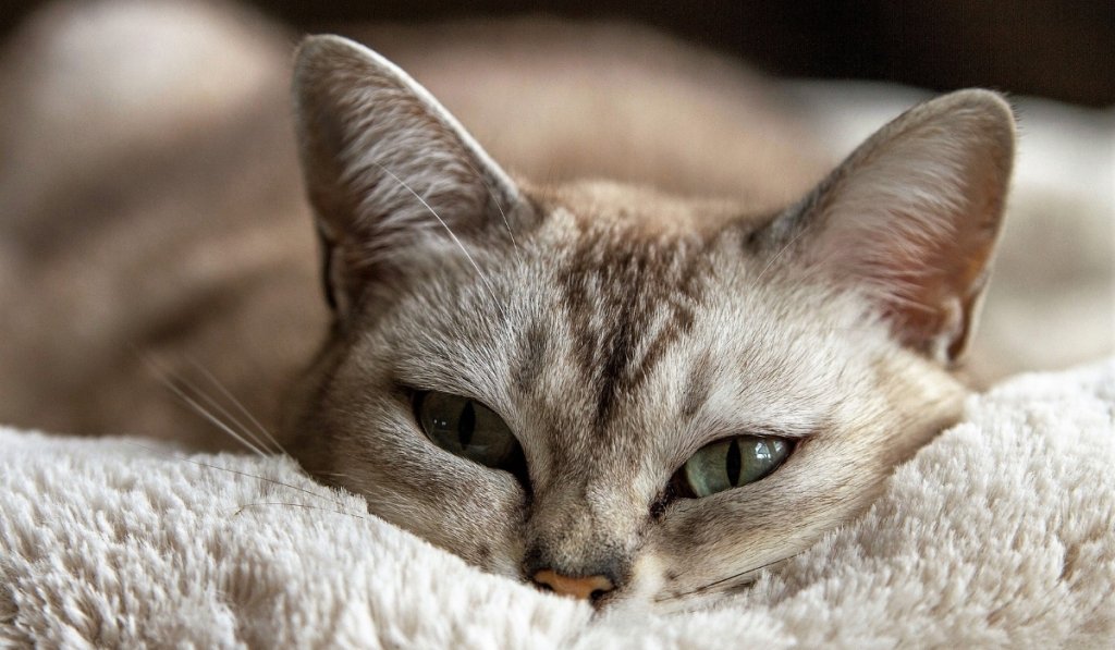chat entorse