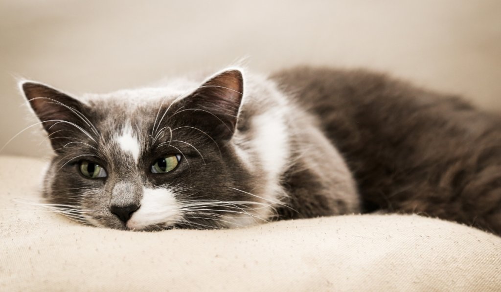 cadeau chat matatabi