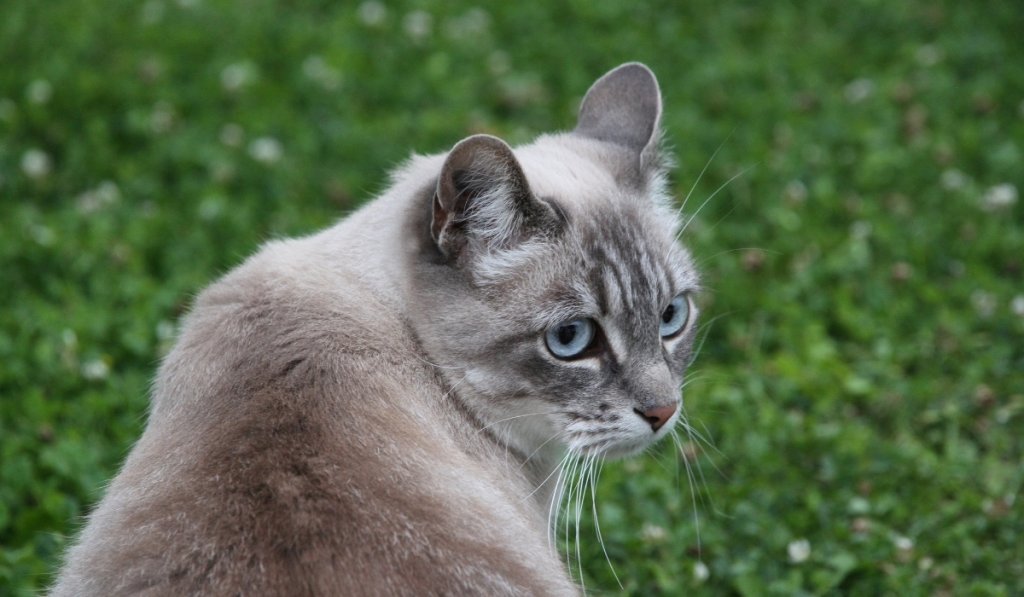 chaton
