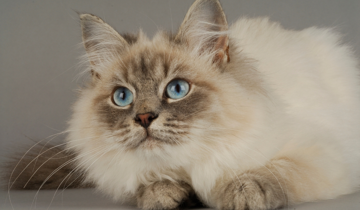 Troubles comportementaux chat