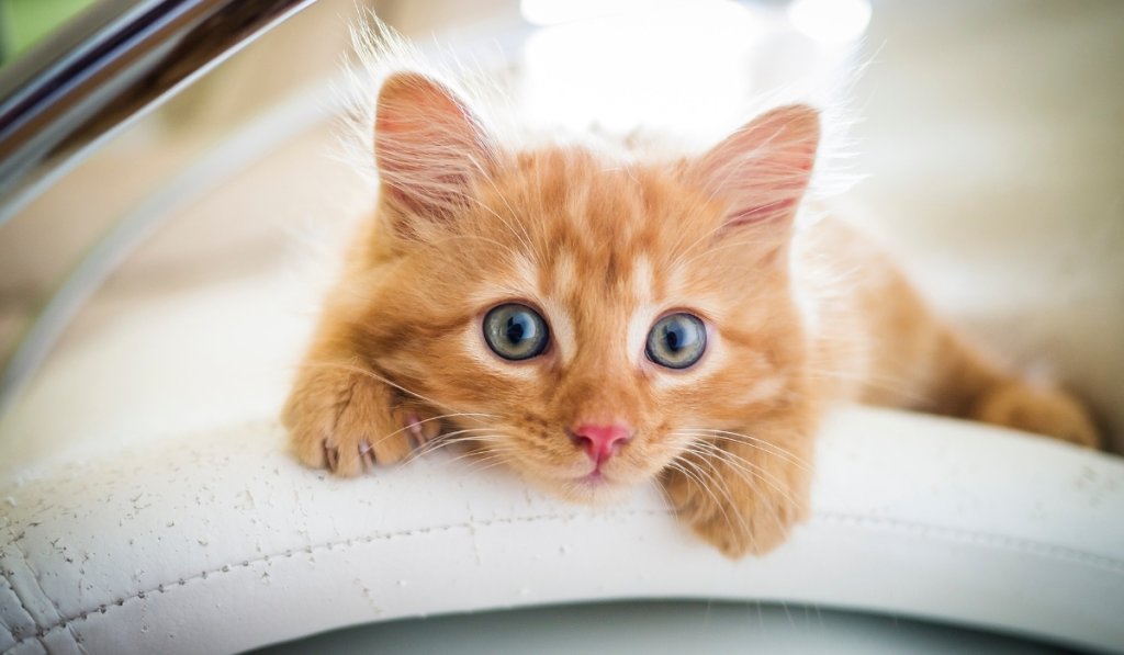 top 5 cadeaux chats
