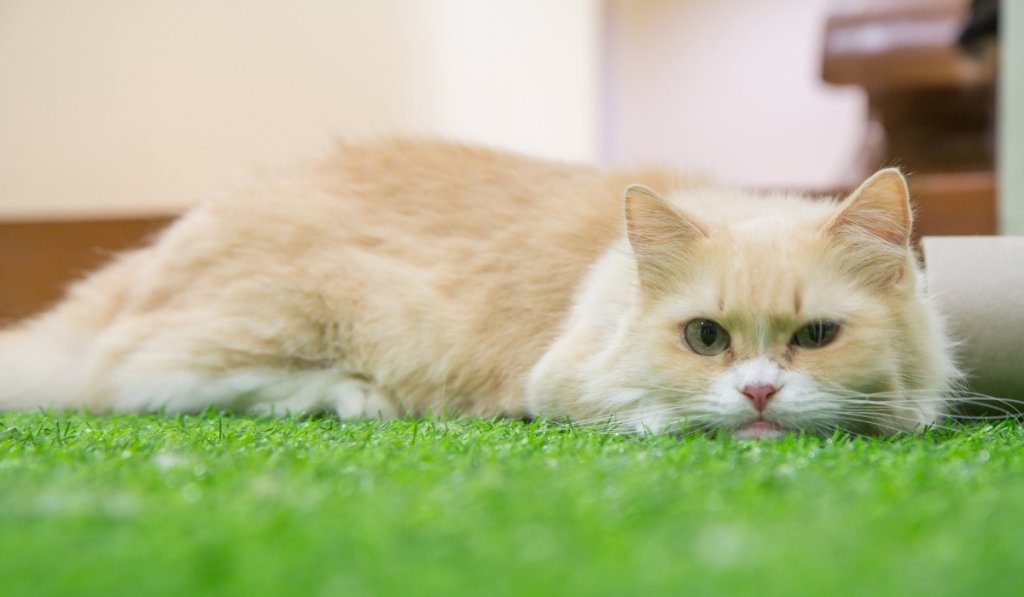 allergies