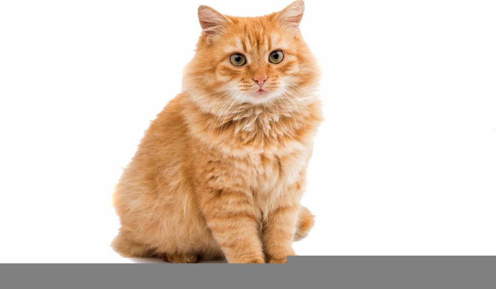 chatte est enceinte