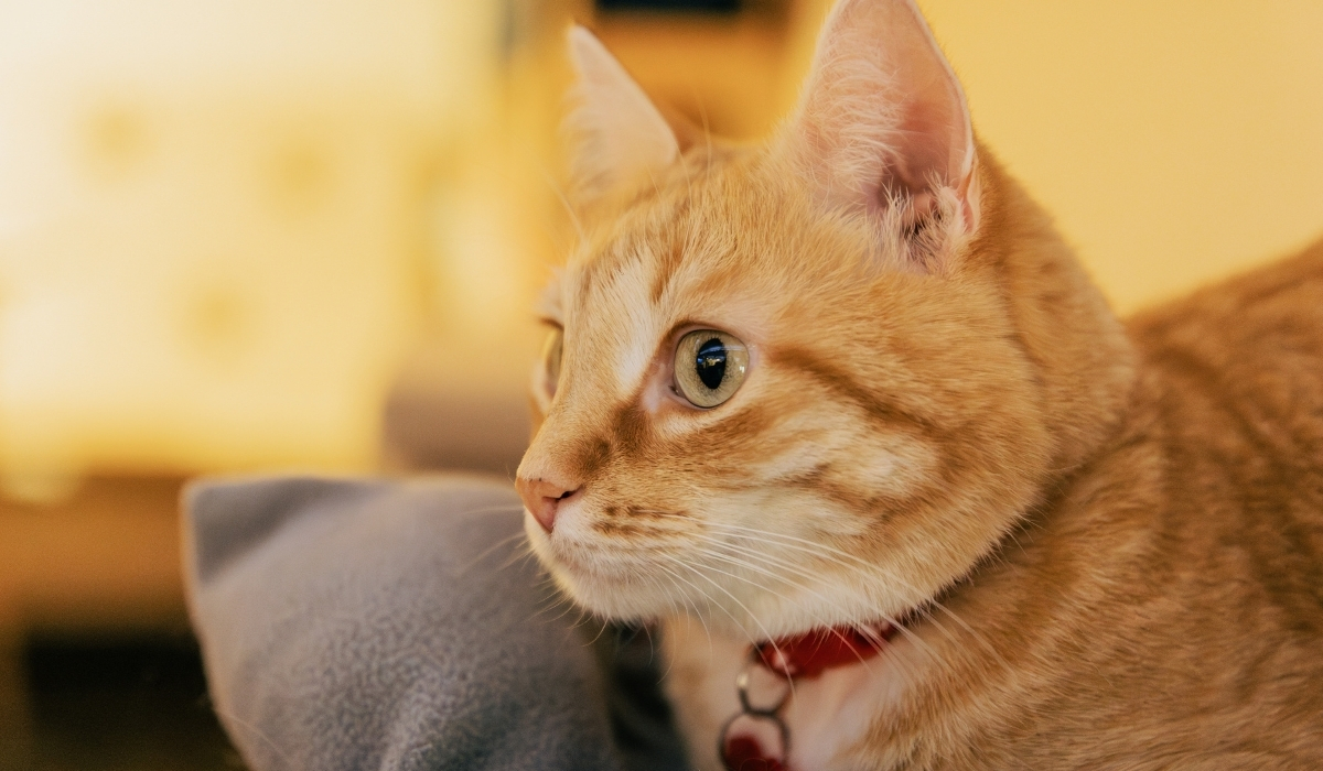 Troubles comportementaux chat