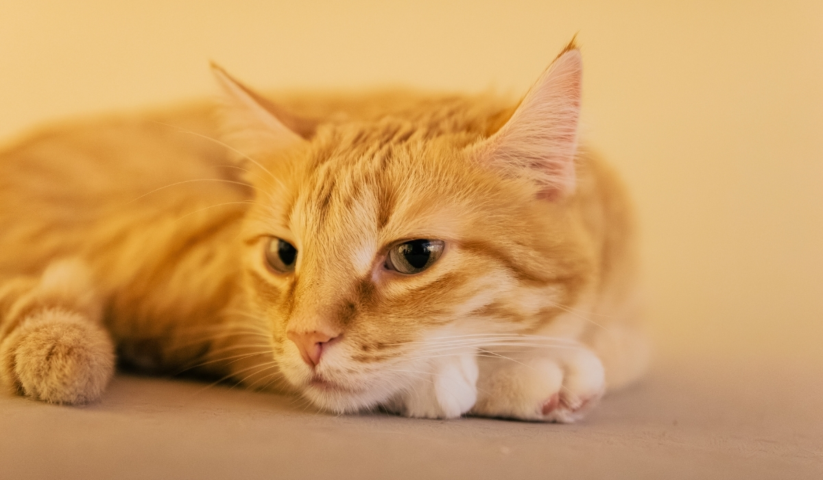 jouet chat