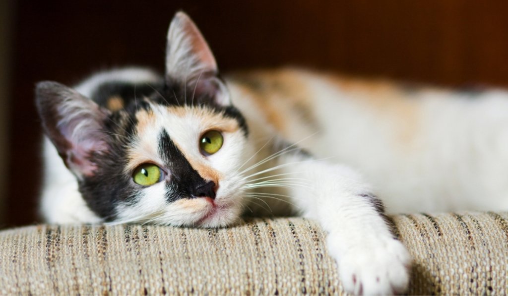 Faire de l'exercice à son chat