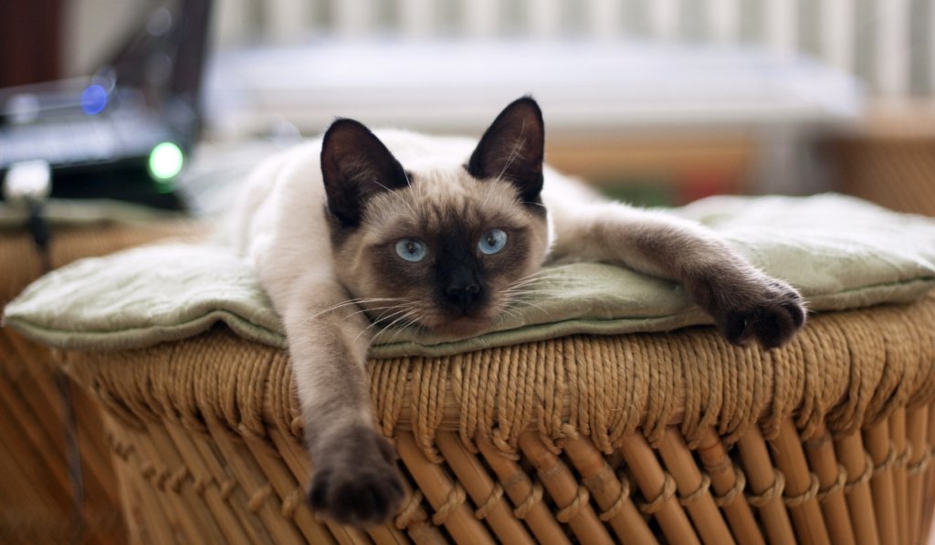 cohabiter avec son chat