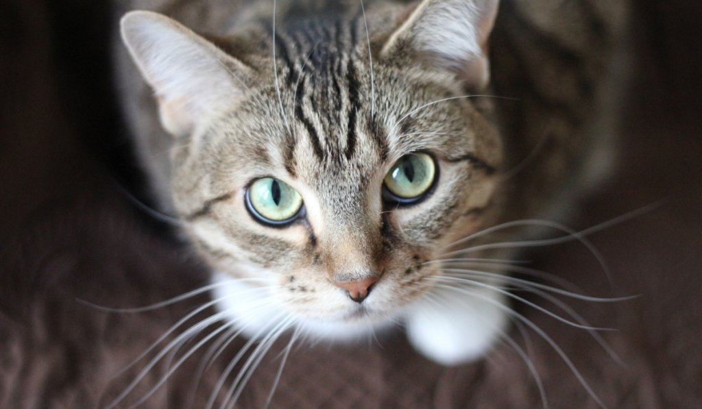 vers chez le chat