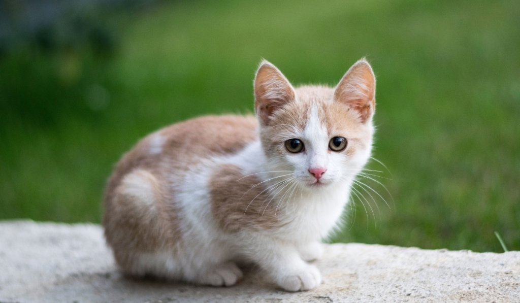 alimentation biscuit chat