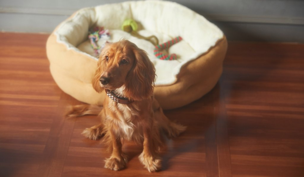 chien heureux