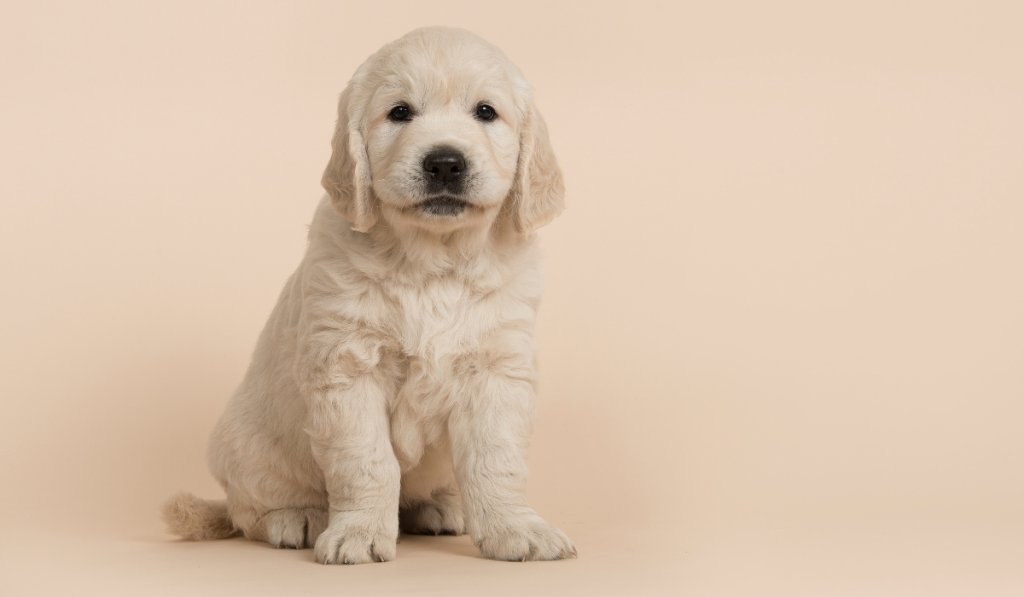 chiot et ses jouets