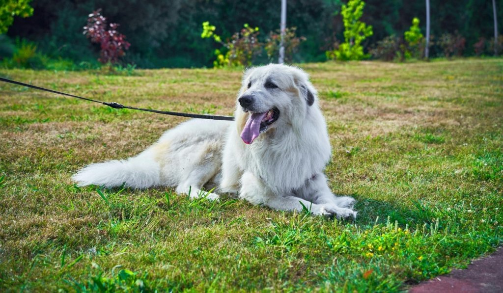 CHIEN HEUREUX
