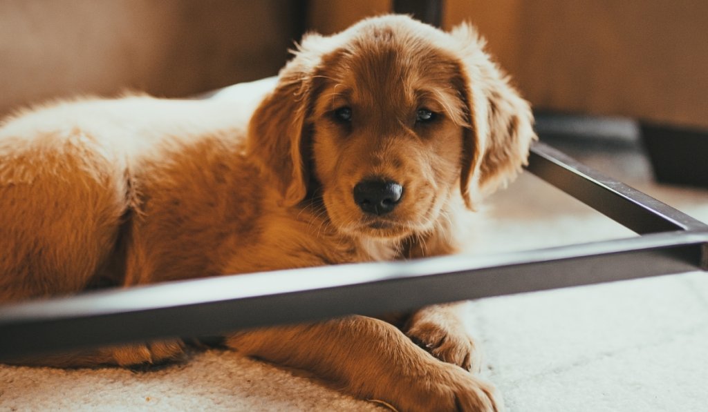 Rassurer son chien le soir du nouvel an