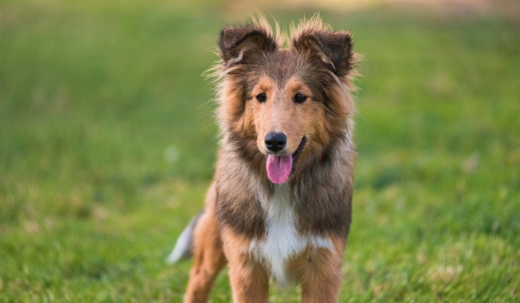 chien se gratte