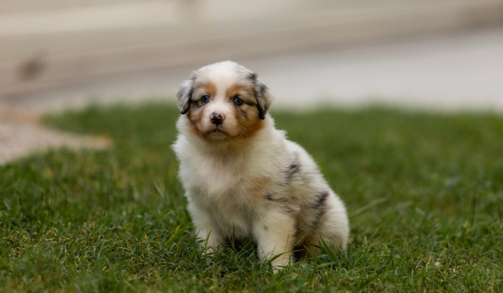 Beagle pistage 
