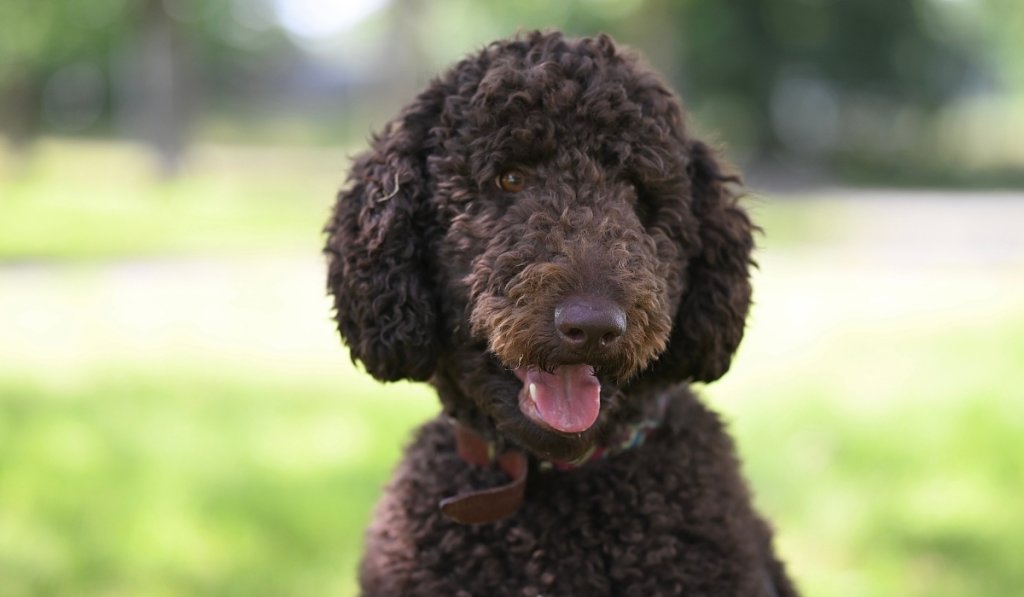 chien végétarien