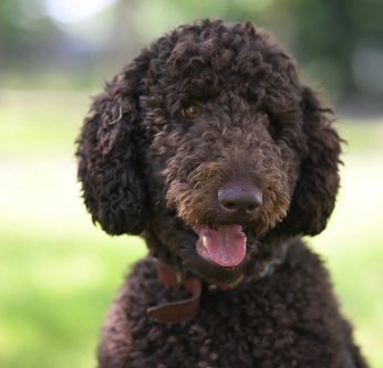 chien végétarien