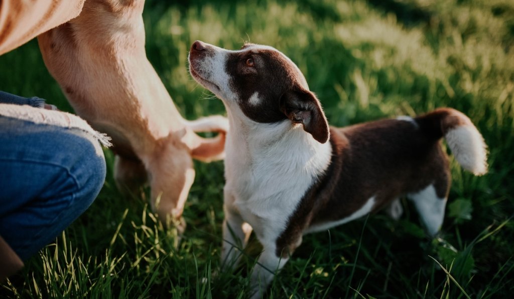 éduquer son chiot