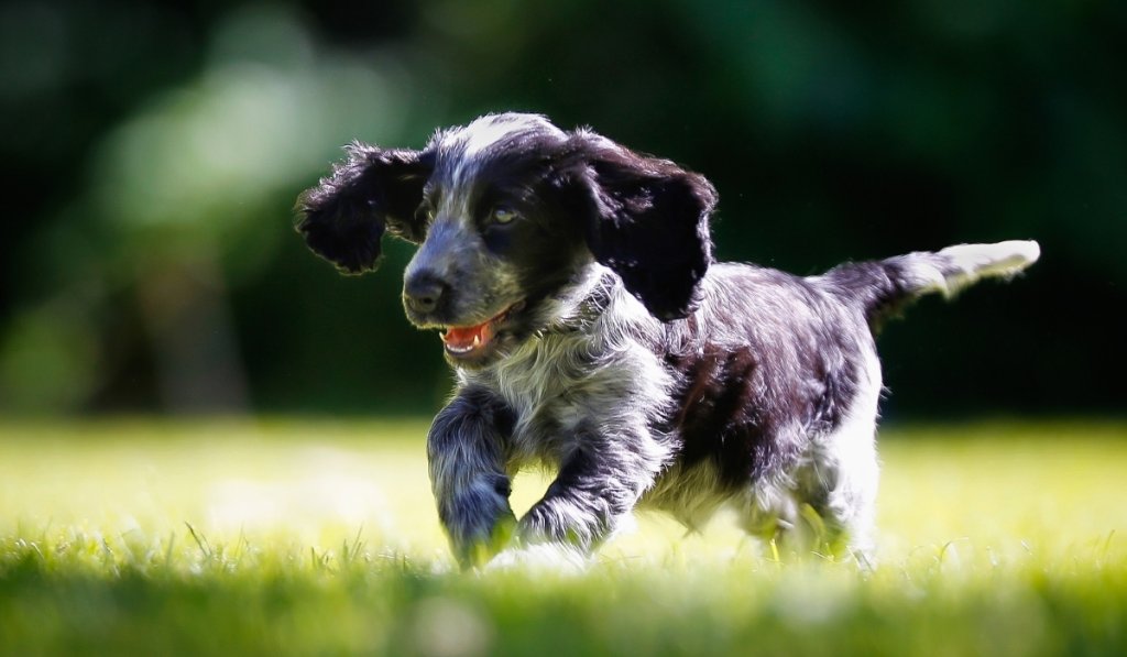 La leishmaniose chez le chien