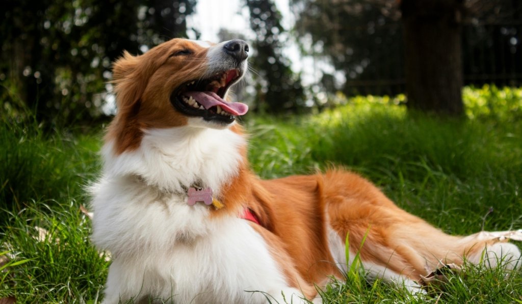 Prendre soin de son chien 